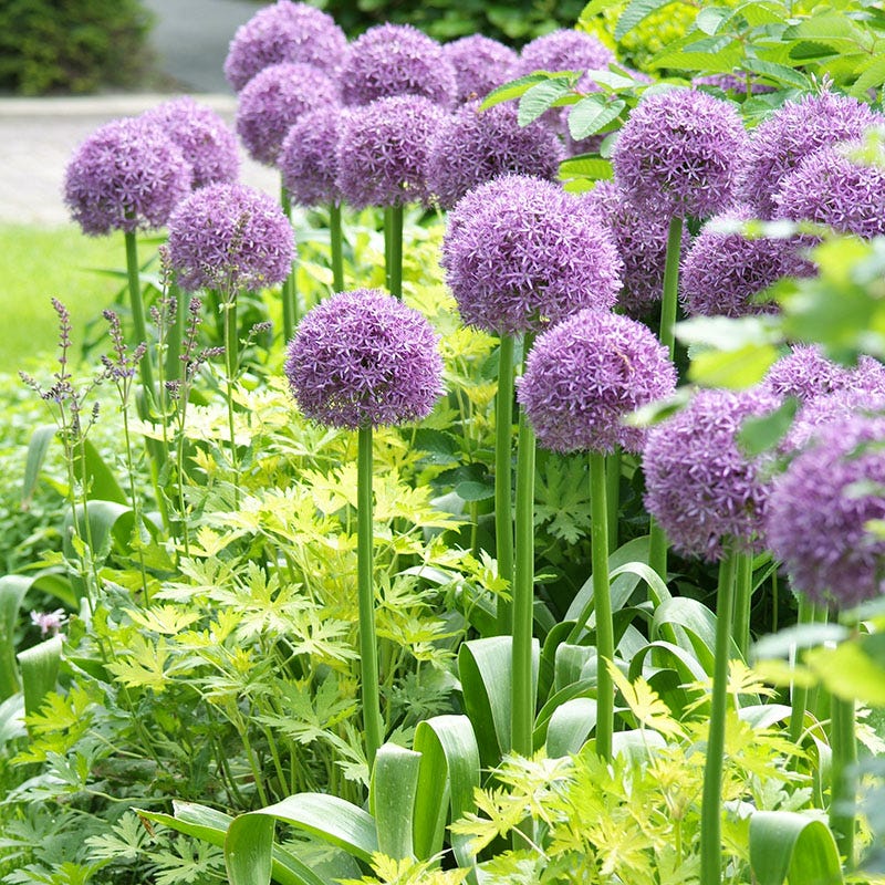 Featured Flower Bulbs