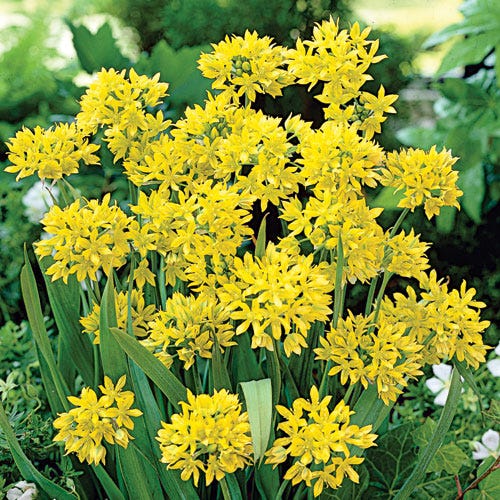 Jeannine Yellow Allium - Image 5