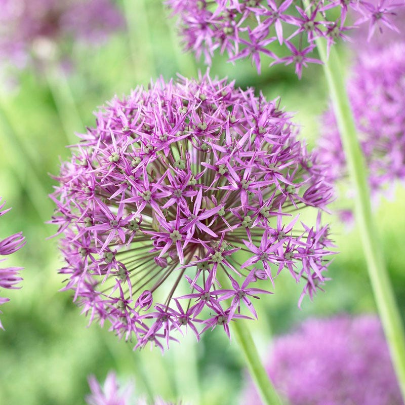 Violet Beauty Allium