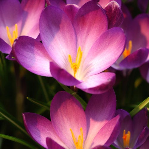 Tommasini's Ruby Giant Crocus - Image 2