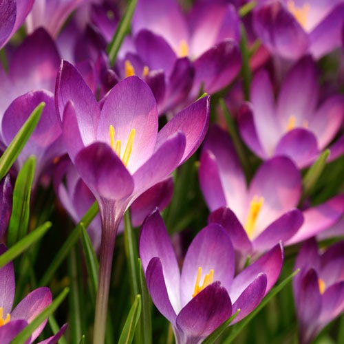 Tommasini's Ruby Giant Crocus - Image 3