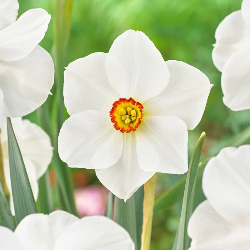 The Poet's Daffodil - Image 2