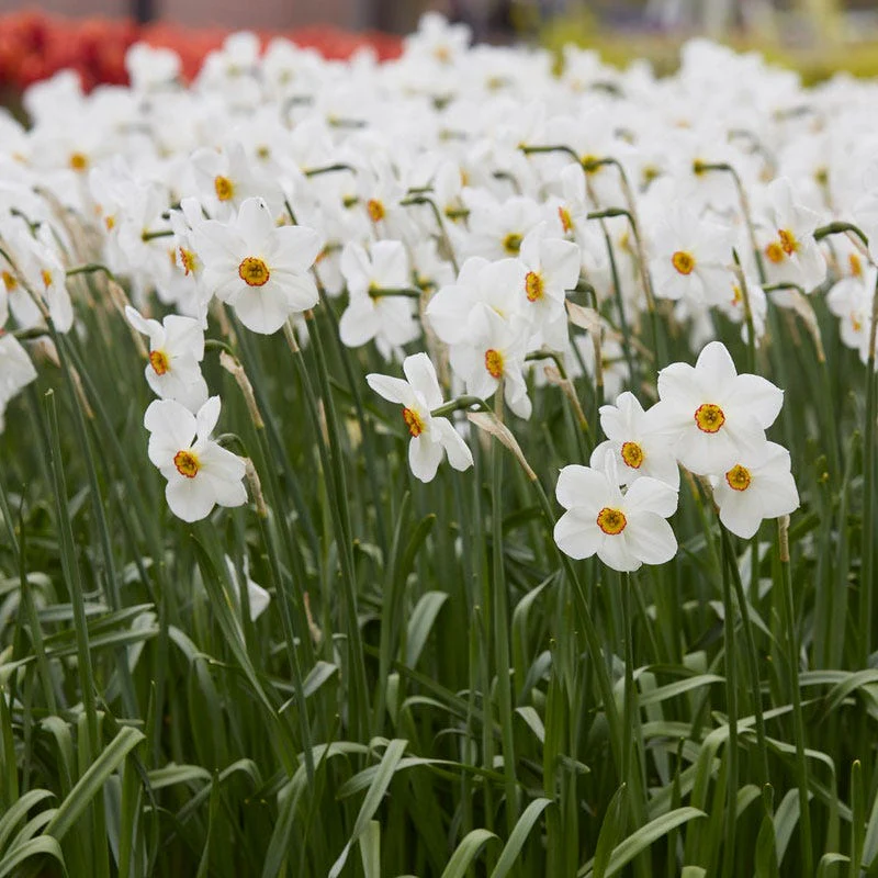 The Poet's Daffodil - Image 3
