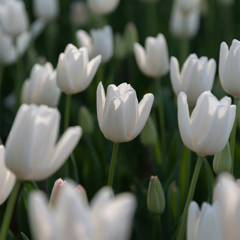 Hakuun Darwin Tulip - Image 5
