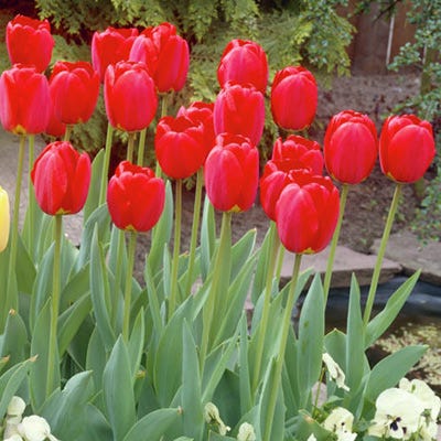 Oxford Darwin Tulip - Image 3