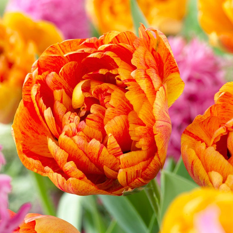 Sunlover Double Late Tulip