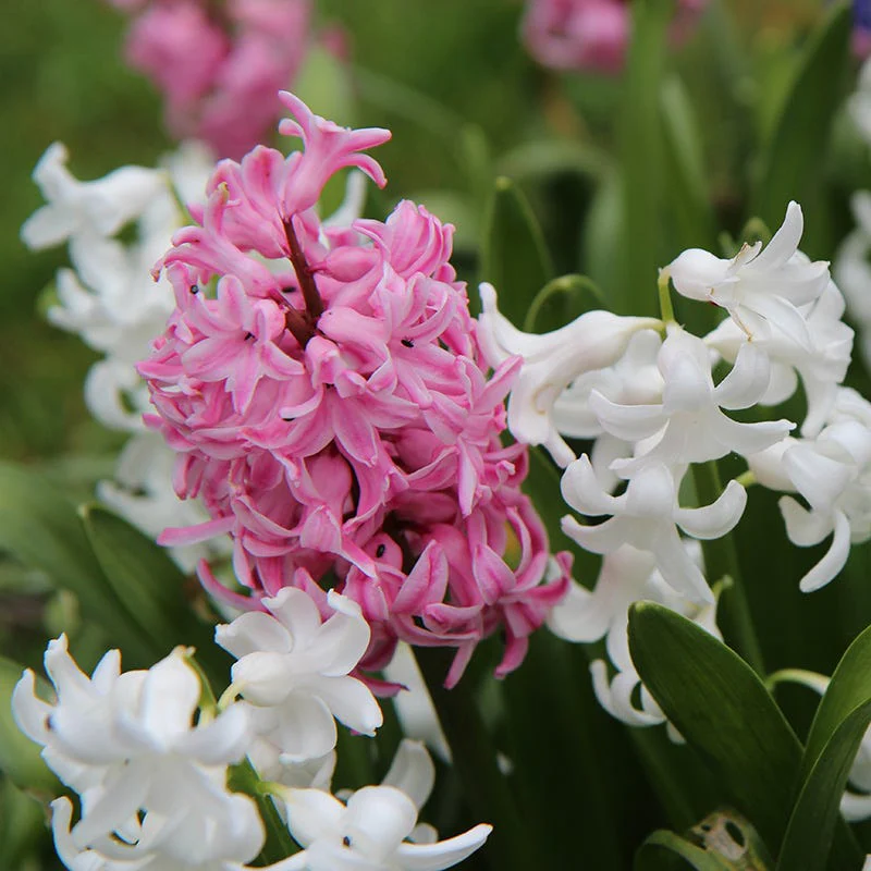Valentine Hyacinth Mix - Image 3