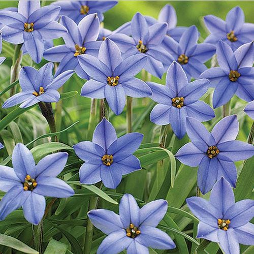 Jessie Spring Starflower - Image 3