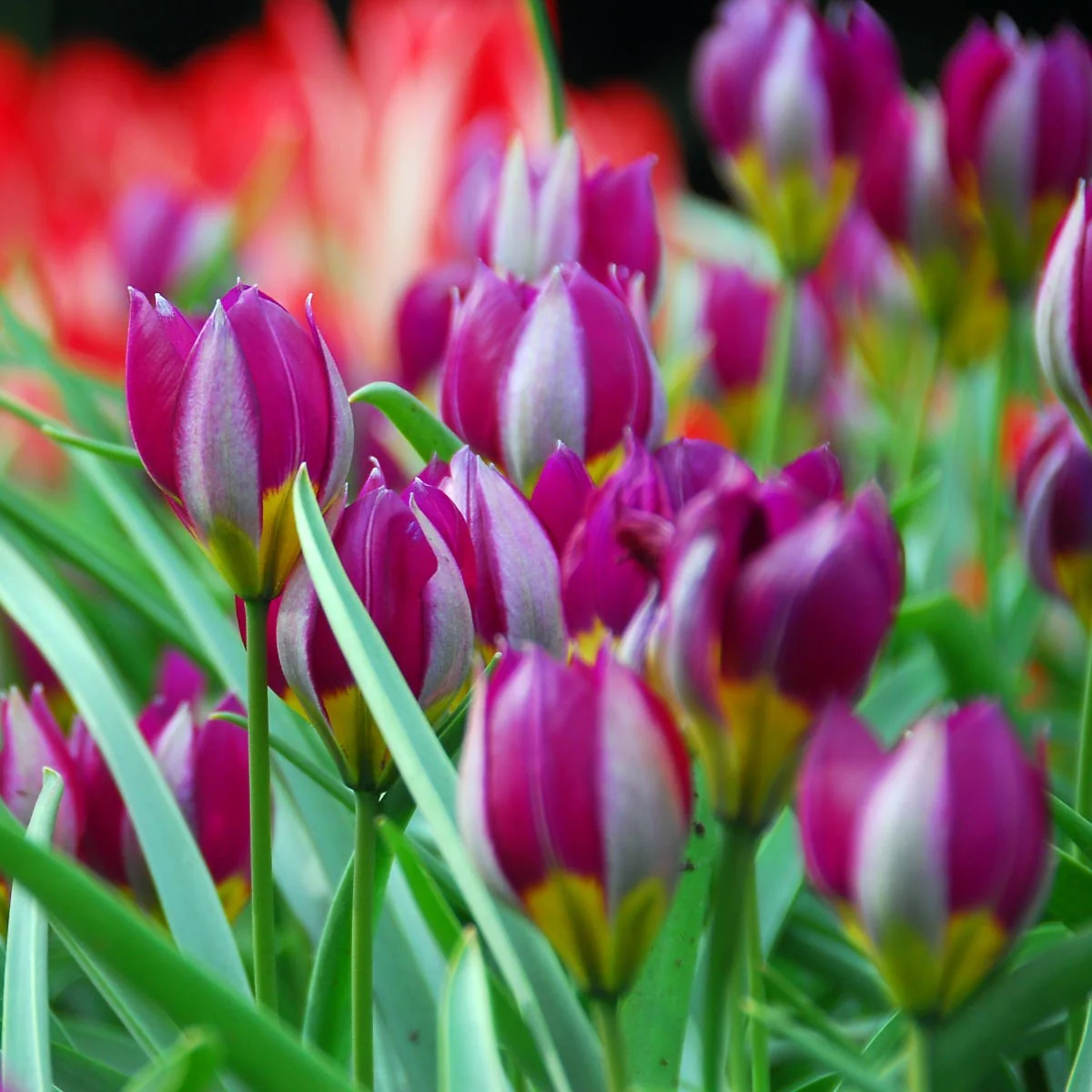 Jumbo Waterwise Garden Bulb Collection - Image 3
