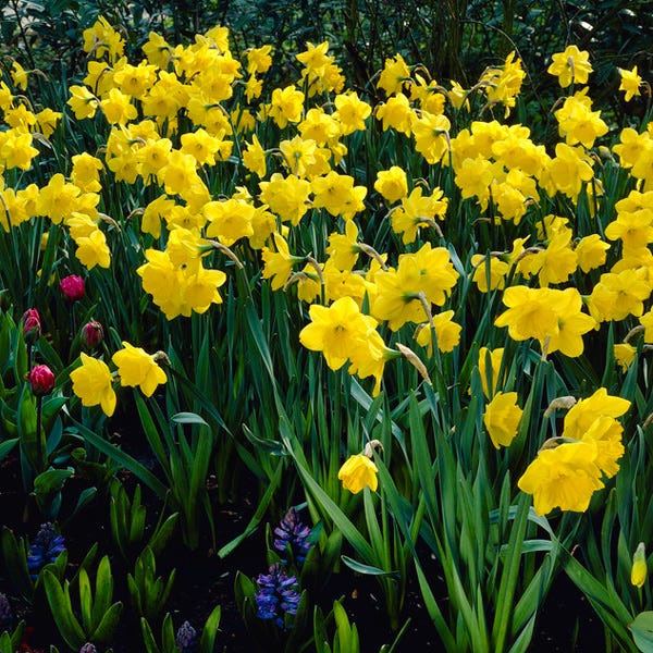 Gigantic Star Large Cupped Daffodil - Image 3