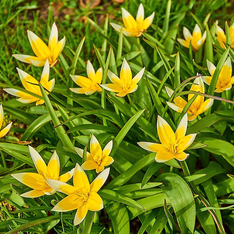 Multiplying Mini Tulip Bulb Collection - Image 5