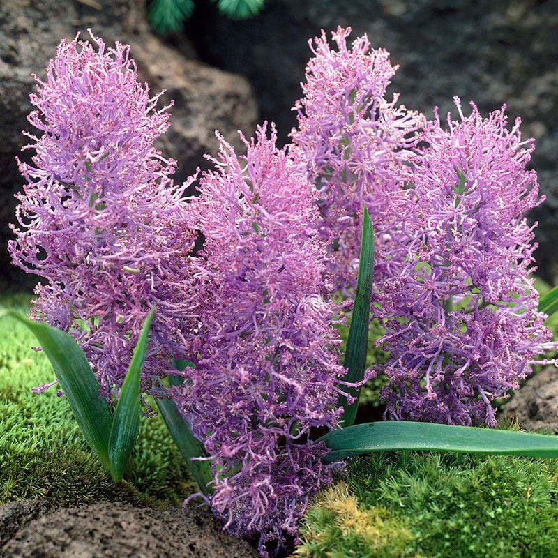 Cotton Candy Grape Hyacinth - Image 3
