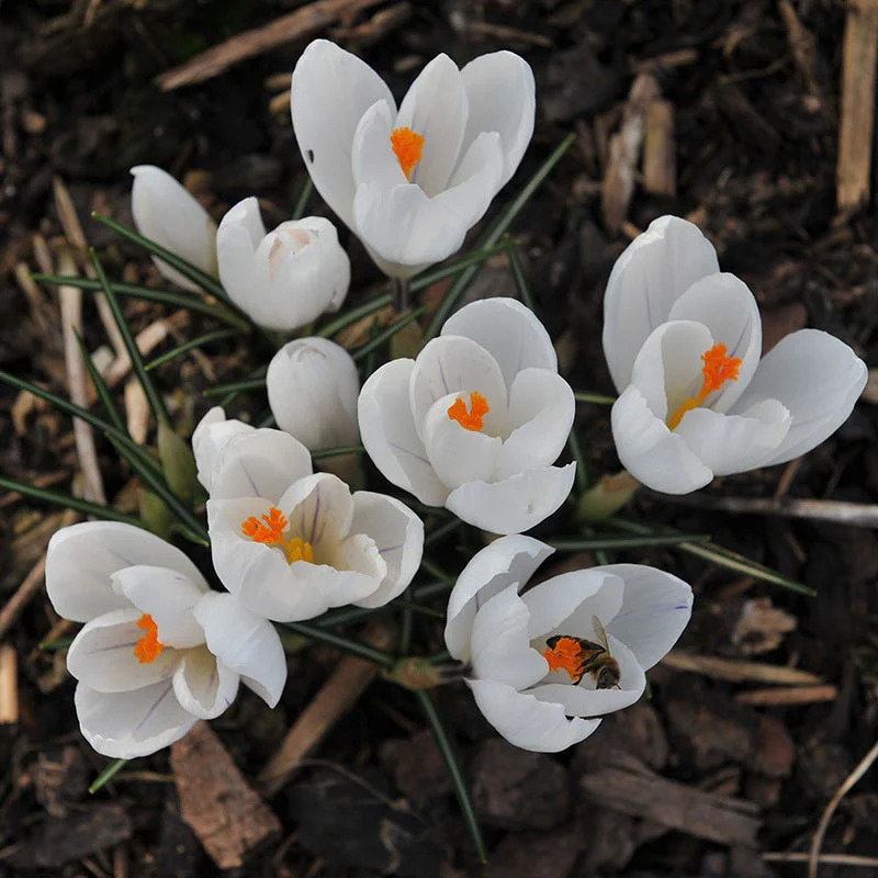 Soft Colors Garden Bulb Collection - Image 2