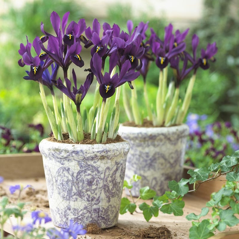 George Specie Iris (Mini Iris) - Image 3