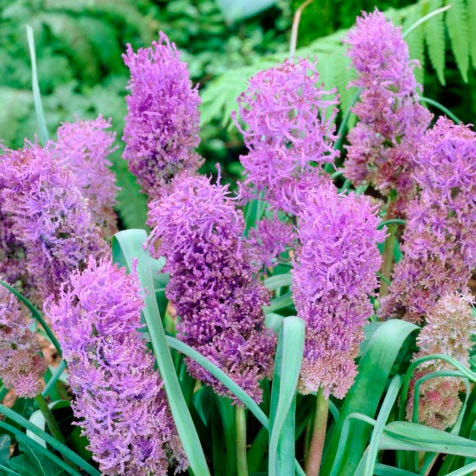 Stranger Than Fiction Flower Bulb Collection - Image 3