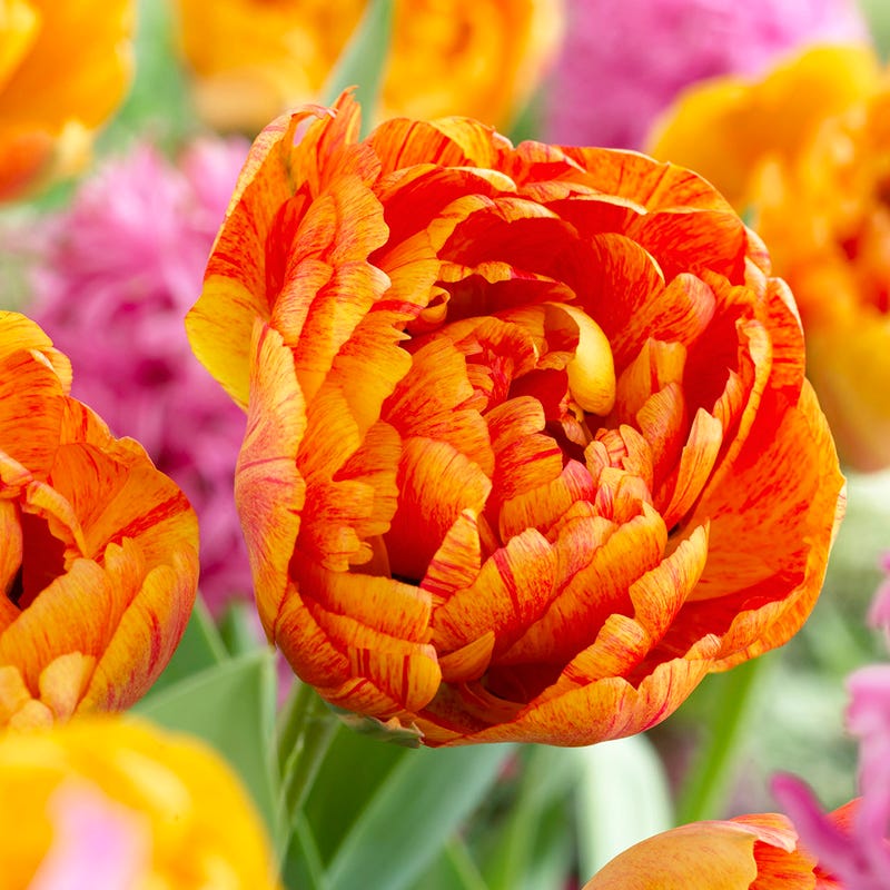 Stranger Than Fiction Flower Bulb Collection - Image 8