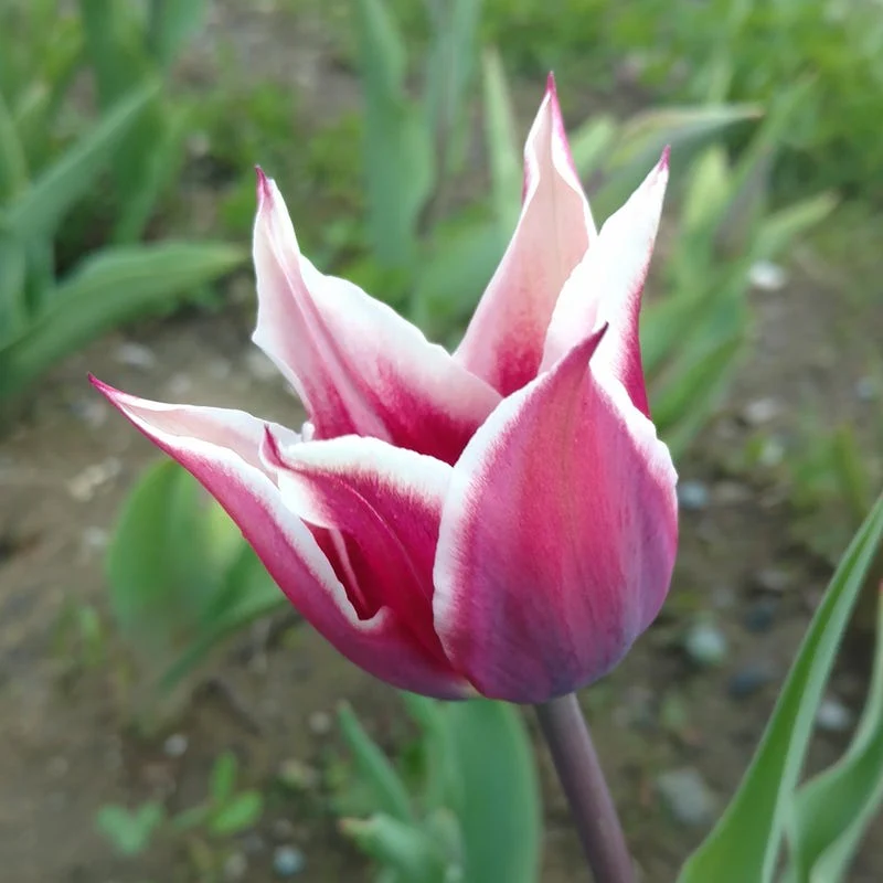 Blue Moon Triumph Tulip Mix - Image 7
