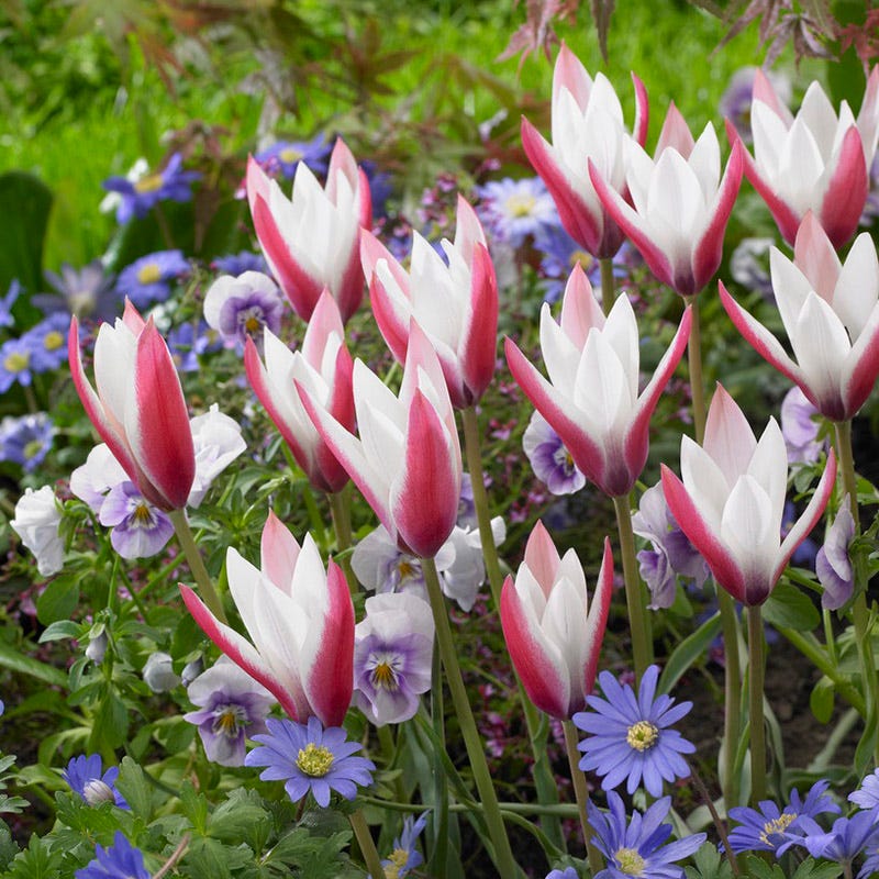 Peppermint Stick Tulip