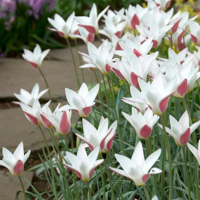 Peppermint Stick Tulip - Image 3