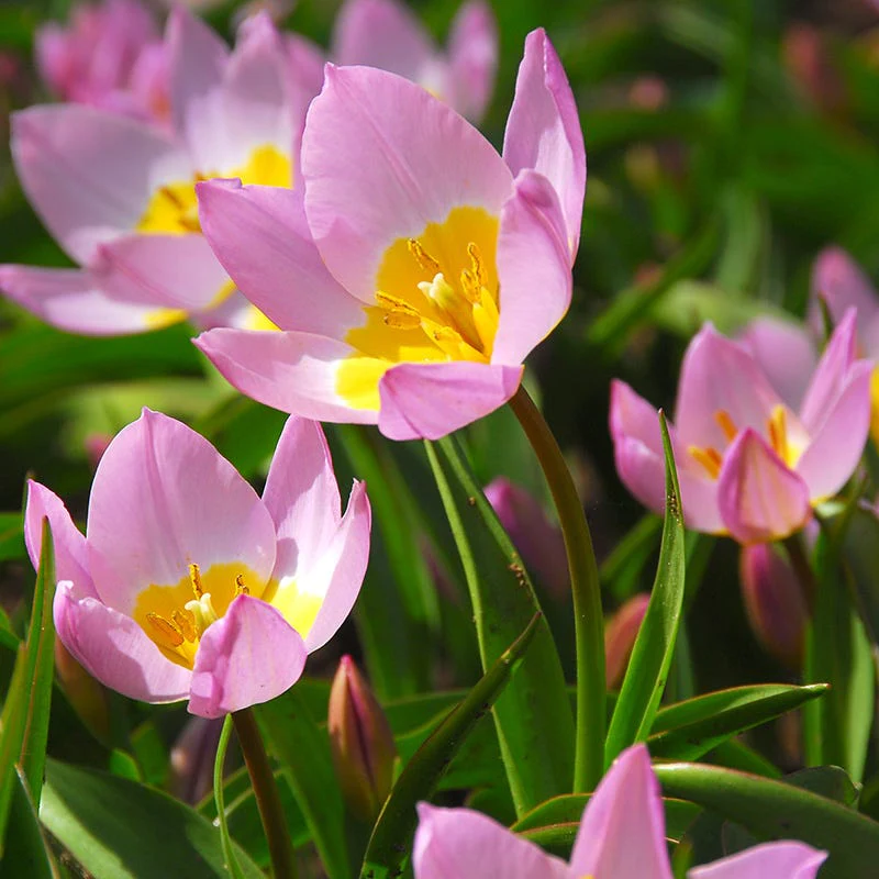 Lilac Wonder Wildflower Tulip