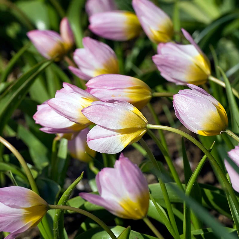 Lilac Wonder Wildflower Tulip - Image 5