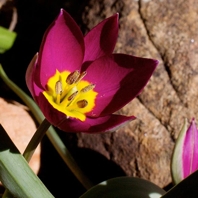 Persian Pearl Wildflower Tulip - Image 2