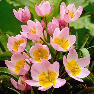 Years Of Blooms Bulb Collection - Image 3