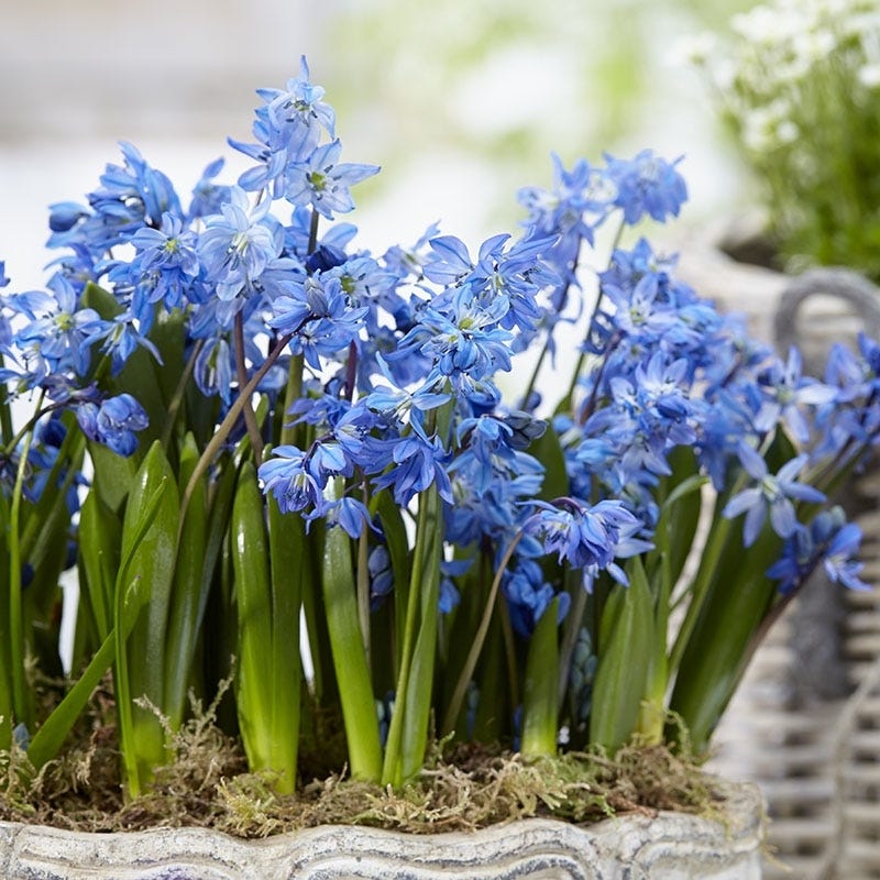 Years Of Blooms Bulb Collection - Image 4