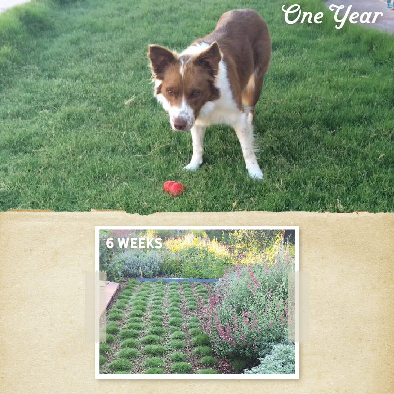 Dog Tuff™ Grass Plugs - Image 2