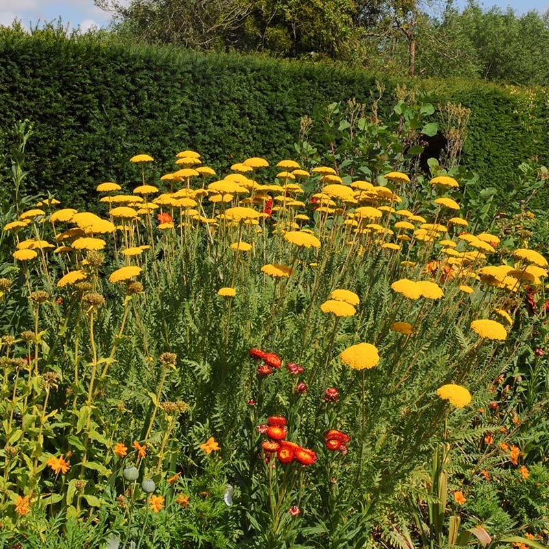 Coronation Gold Yarrow - Image 4