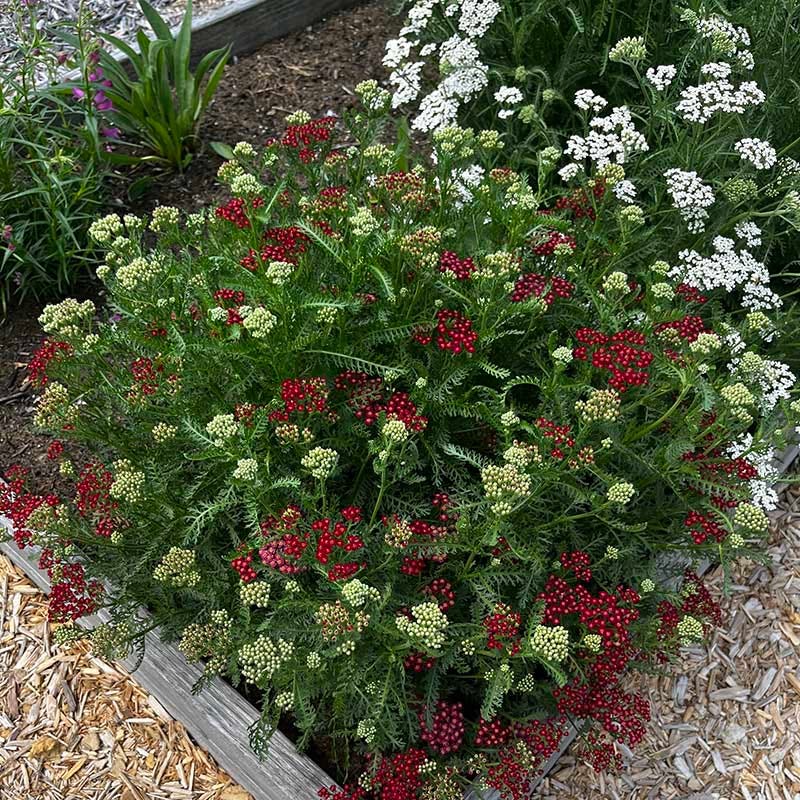 New Vintage™ Red Yarrow - Image 3