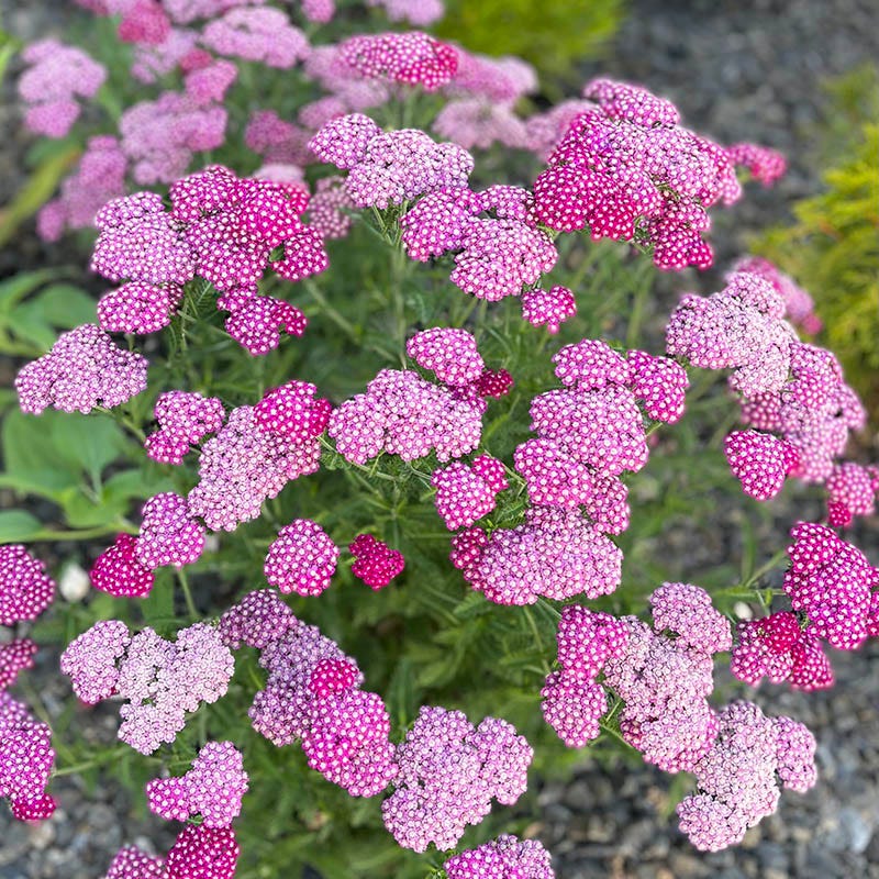 New Vintage™ Violet Yarrow - Image 3