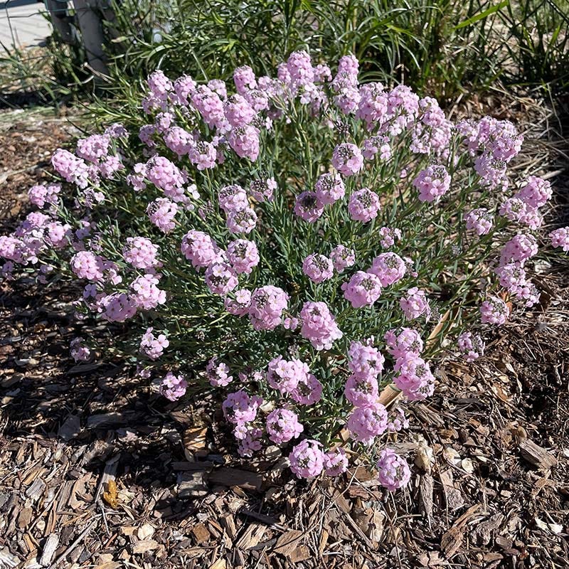 Fragrant Persian Stonecress (Aethionema) - Image 2