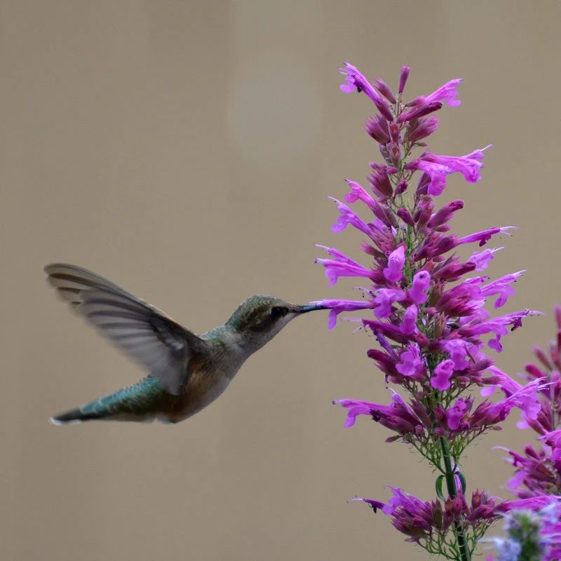 Ava Agastache - Image 3