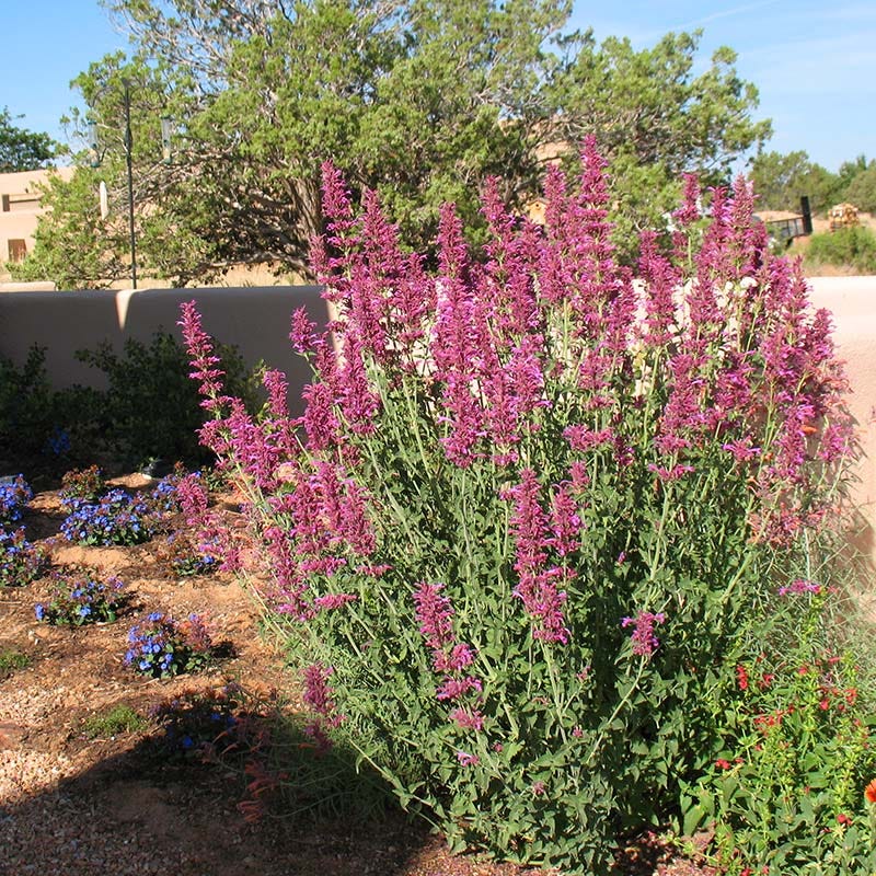 Jumbo Waterwise Pre-Planned Garden For The West Coast - Image 9