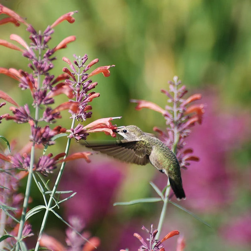 Agastache Collection - Image 3
