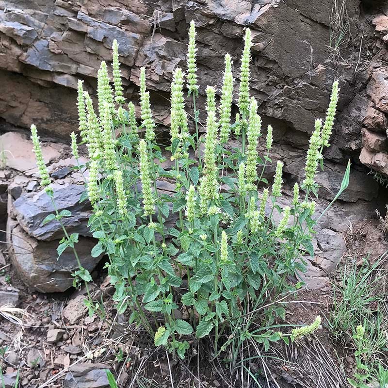 FlowerKisser® Arizona Snow Agastache - Image 4