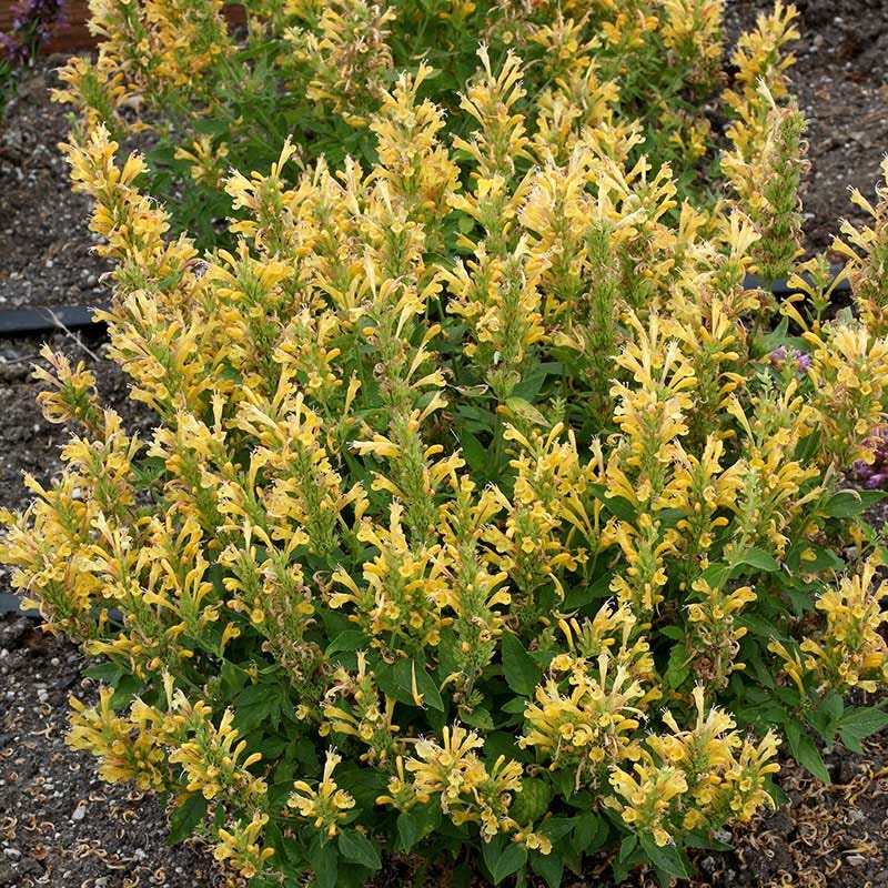 Most Popular Plants