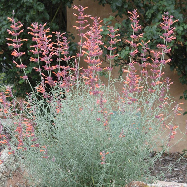 Agastache rupestris - Image 5