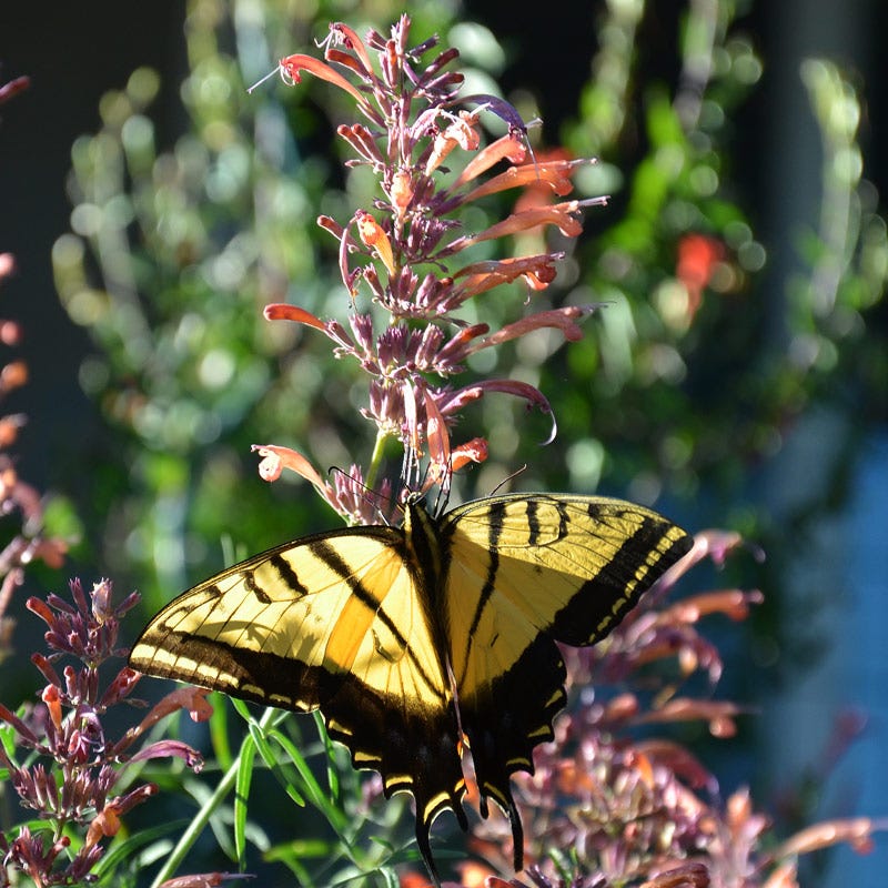 Agastache rupestris - Image 6