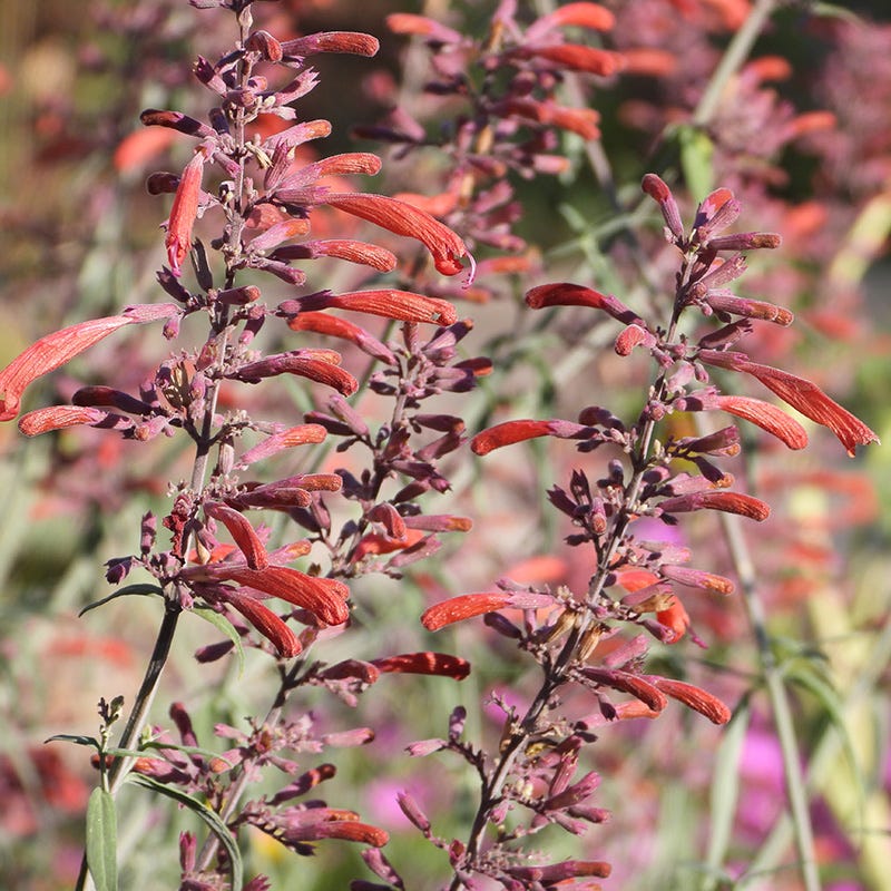 Best In Show Agastache Collection - Image 6