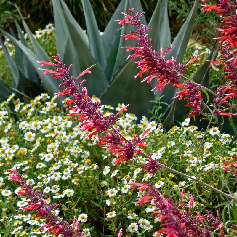 Glowing Embers® Agastache - Image 5