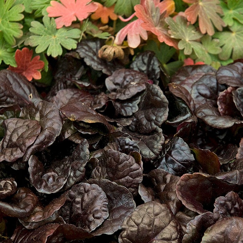 Black Scallop Ajuga - Image 2