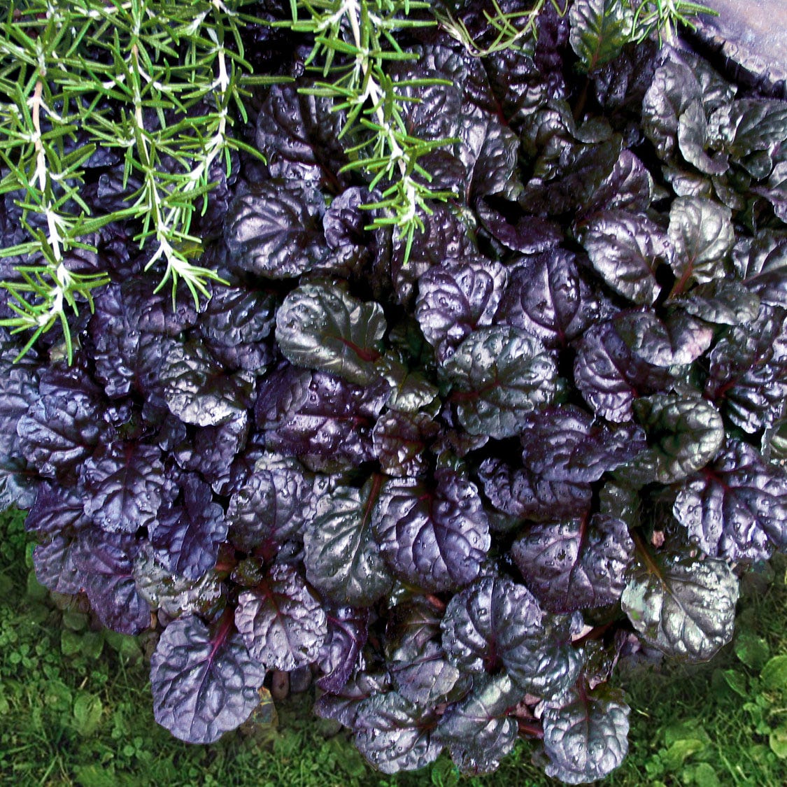 Black Scallop Ajuga - Image 5