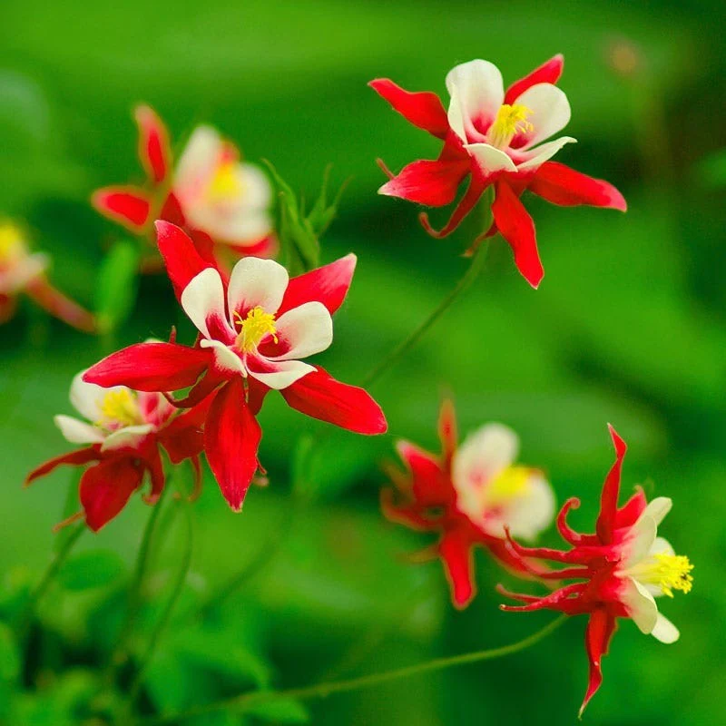 Red Hobbit Columbine - Image 4