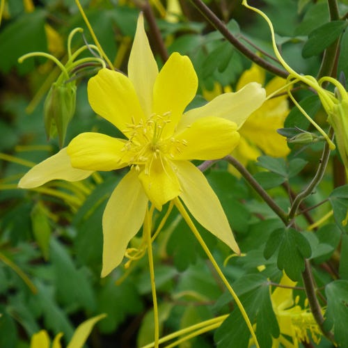 Fabulous Flowers & Foliage Shade Pre-Planned Garden - Image 8