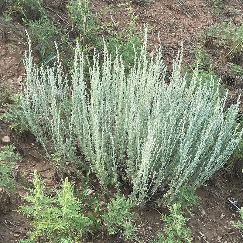 Texas Perennial Collection - Image 3