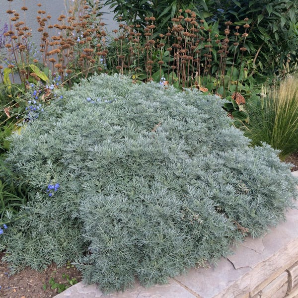 Powis Castle Artemisia - Image 2