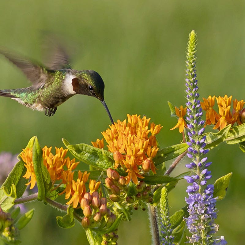 Habitat Hero Birdwatcher Pre-Planned Garden - Image 10