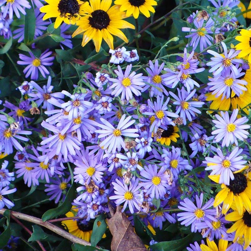 Superstar Aster Collection - Image 5